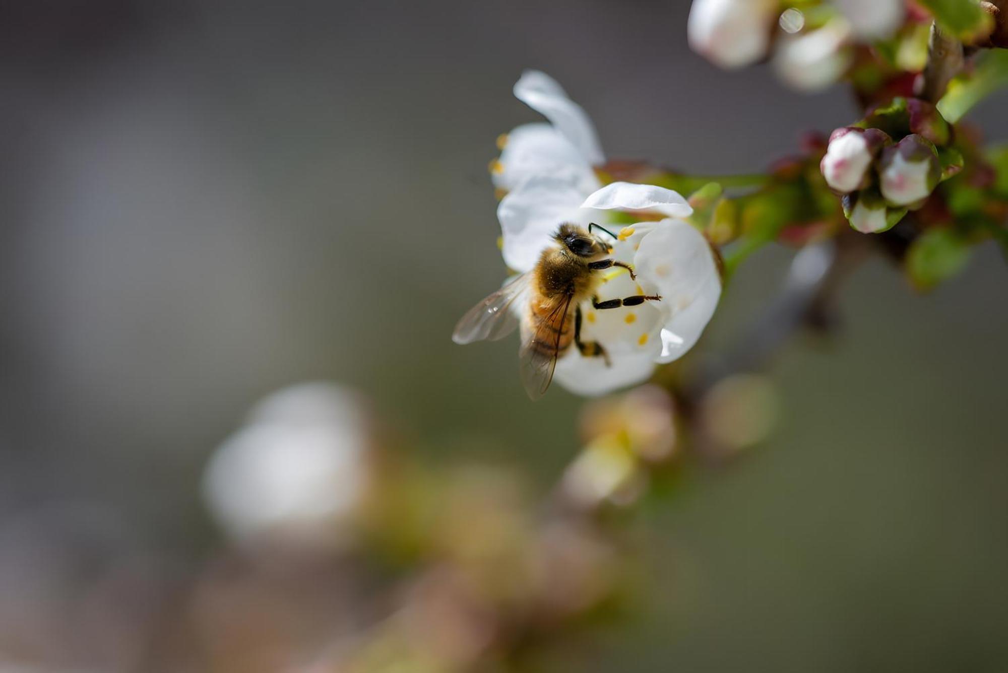 Ferienhof Biegger Tettnang Bagian luar foto