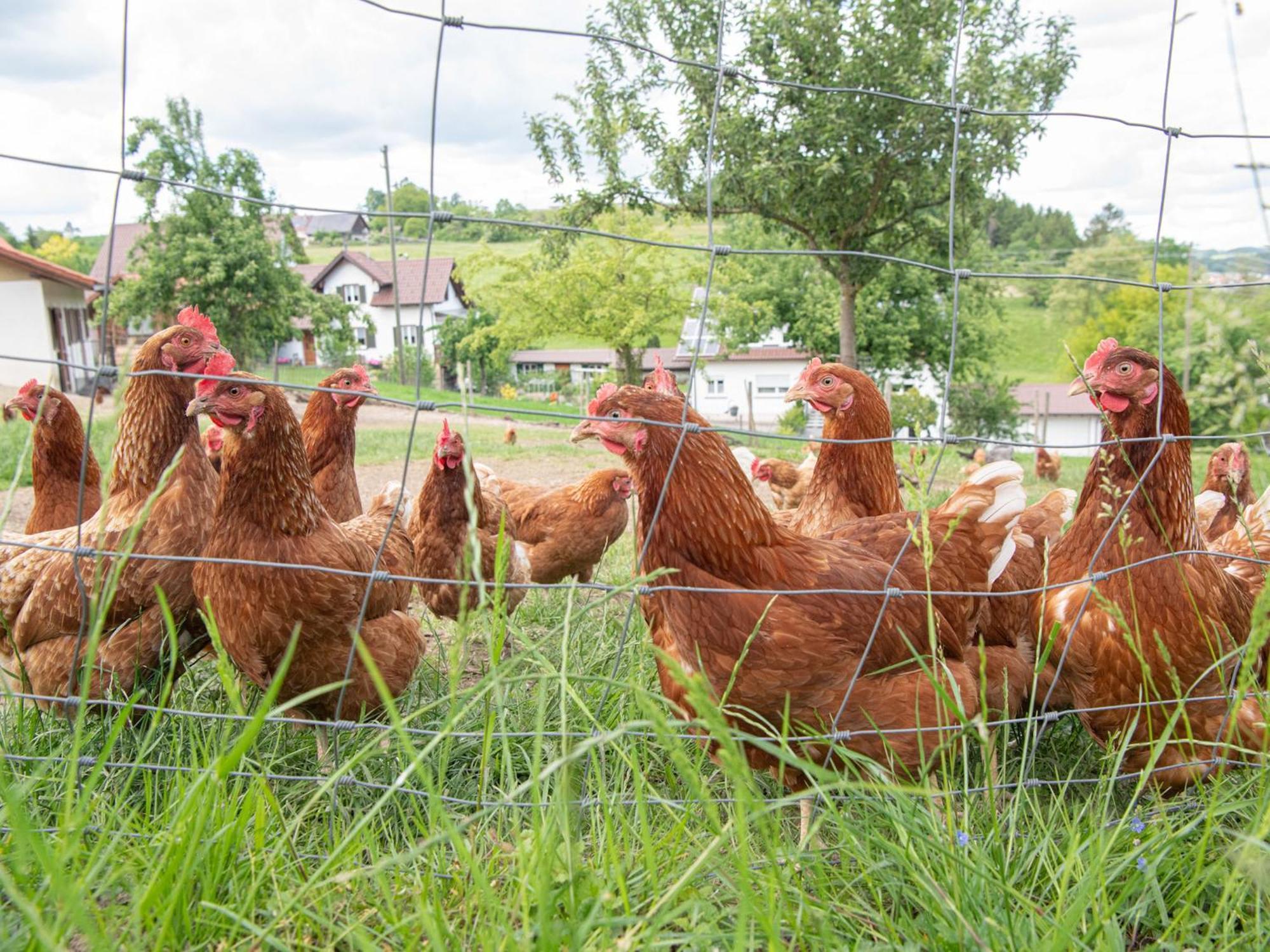Ferienhof Biegger Tettnang Bagian luar foto